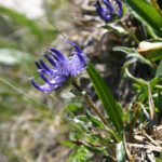 Phyteuma sieberi