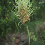 Phyteuma spicatum