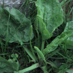 Plantago major