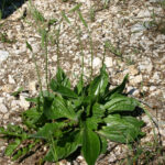 fam.PLANTAGINACEAE