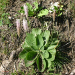 Plantago media
