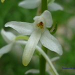 gen.Platanthera