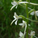 Platanthera bifolia