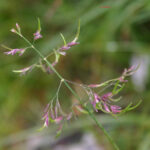 gen.Poa