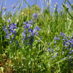 Polygala alpestris