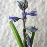 Polygala amarella