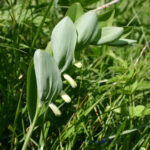 gen.Polygonatum