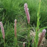 fam.POLYGONACEAE