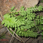 fam.POLYPODIACEAE