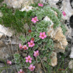 gen.Potentilla