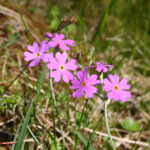 fam.PRIMULACEAE