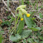 Primula veris