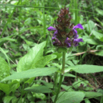 Prunella grandiflora