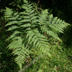 fam.HYPOLIPIDIACEAE