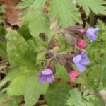 gen.Pulmonaria
