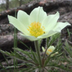 gen.Pulsatilla