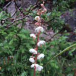 fam.PYROLACEAE