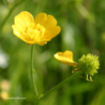 fam.RANUNCULACEAE