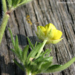 Ranunculus bulbosus