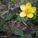 Ranunculus montanus