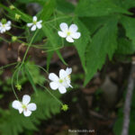 Ranunculus platanifolius