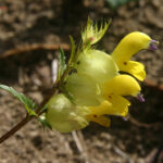 gen.Rhinanthus