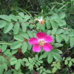 fam.ROSACEAE