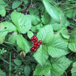 Rubus saxatilis