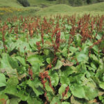 Rumex alpinus