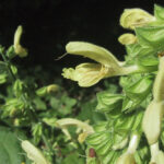 Salvia glutinosa
