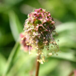 gen.Sanguisorba