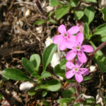 Saponaria ocymoides