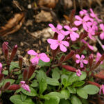 gen.Saponaria
