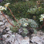 fam.SAXIFRAGACEAE