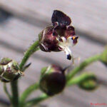 gen.Scrophularia