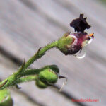 Scrophularia juratensis