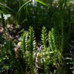 fam.SELAGINELLACEAE