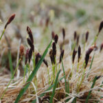 gen.Sesleria