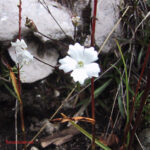 Silene alpestris