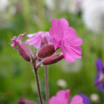 fam.CARYOPHYLLACEAE