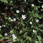 Silene rupestris