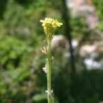 gen.Sisymbrium