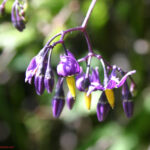 fam.SOLANACEAE