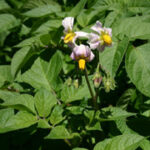 Solanum tuberosum