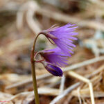 Soldanella alpina