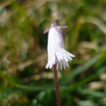 Soldanella minima