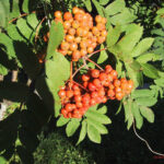 gen.Sorbus