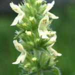 Stachys alopecuros