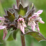 Stachys alpina