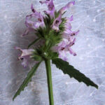 Stachys officinalis